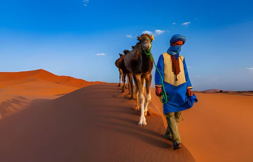 camel in desert
